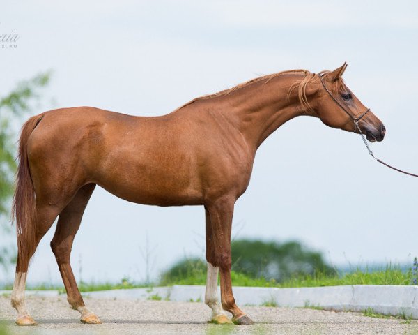 broodmare Alekto 2009 ox (Arabian thoroughbred, 2009, from Kamelot 2000 ox)