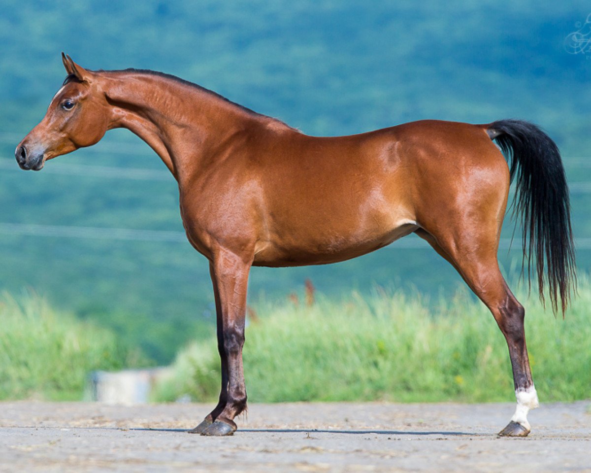 broodmare Appasionata 2007 ox (Arabian purebred, 2007, from Psytadel 1998 ox)