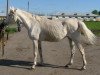 broodmare Diplomantka 1985 ox (Arabian thoroughbred, 1985, from Mascat 1976 ox)