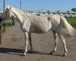 broodmare Diplomantka 1985 ox (Arabian thoroughbred, 1985, from Mascat 1976 ox)