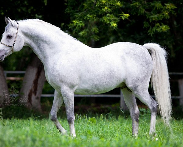 stallion Dilijans 2003 ox (Arabian thoroughbred, 2003, from Anchar 1981 ox)