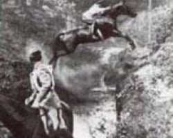 horse Nurmi (Trakehner, 1925, from Merkur)