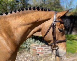 horse Hove’s Petro (New Forest Pony, 2016, from Poppings Marribo)