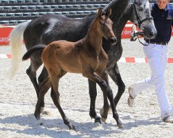 jumper Quad Roo B (Württemberger, 2013, from Quintana Roo)