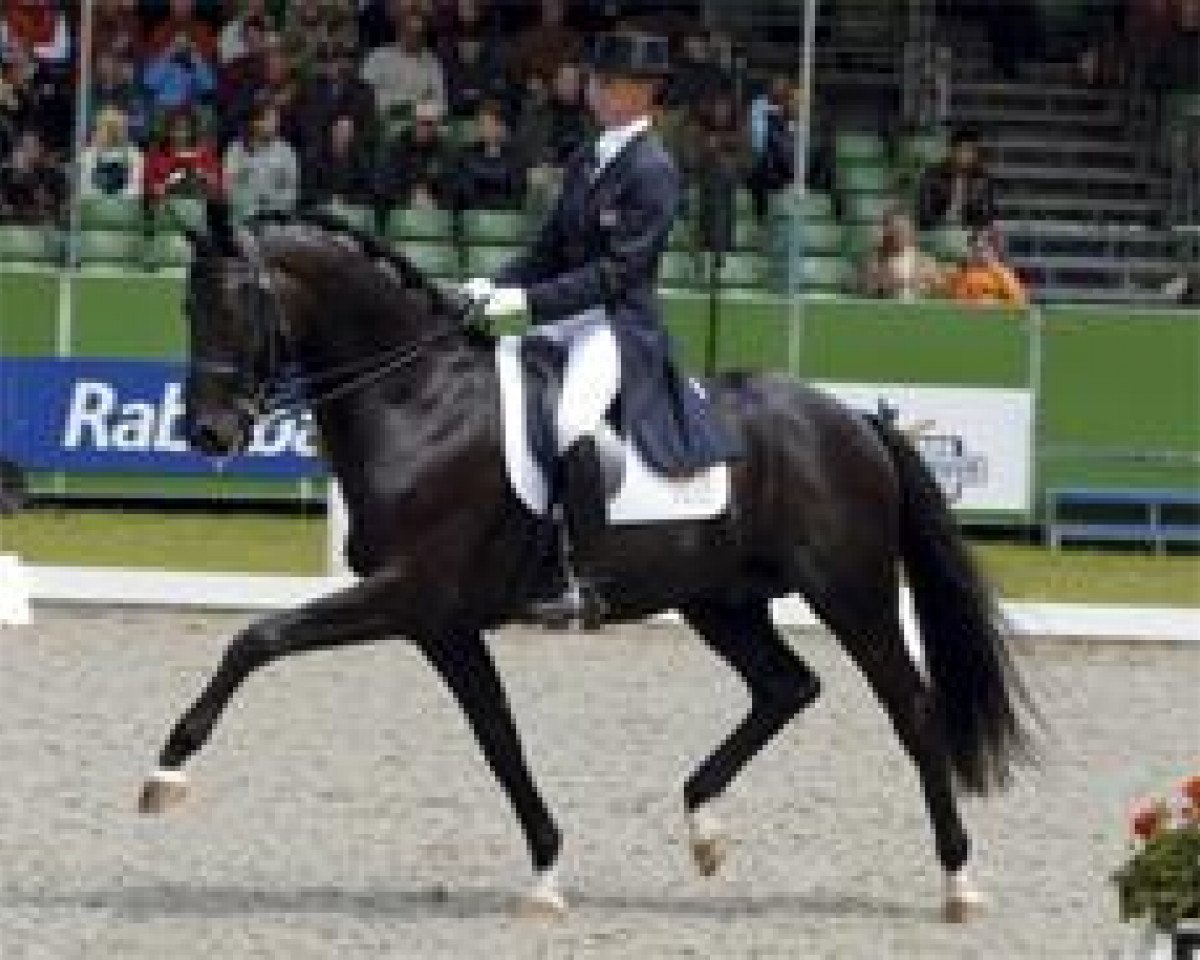 stallion Painted Black (KWPN (Royal Dutch Sporthorse), 1997, from Gribaldi)