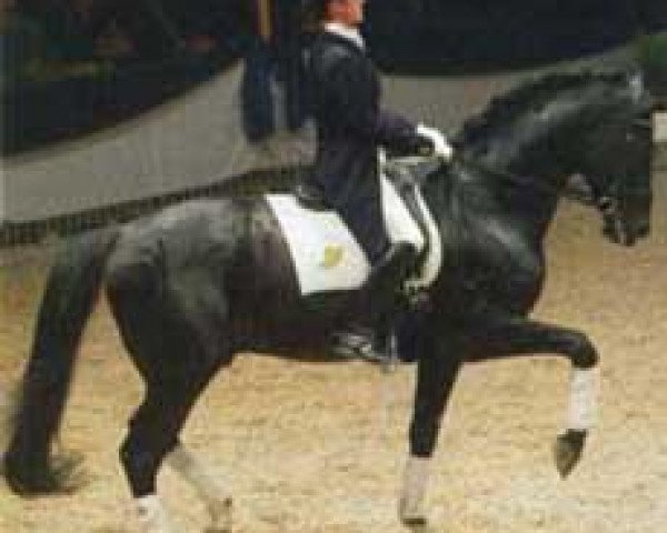 stallion Acartenango (Trakehner, 1986, from Pogremok xx)