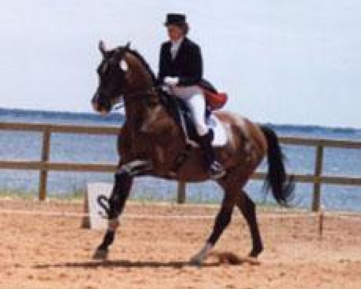 stallion Martini (Trakehner, 1978, from Coktail)