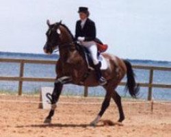 stallion Martini (Trakehner, 1978, from Coktail)