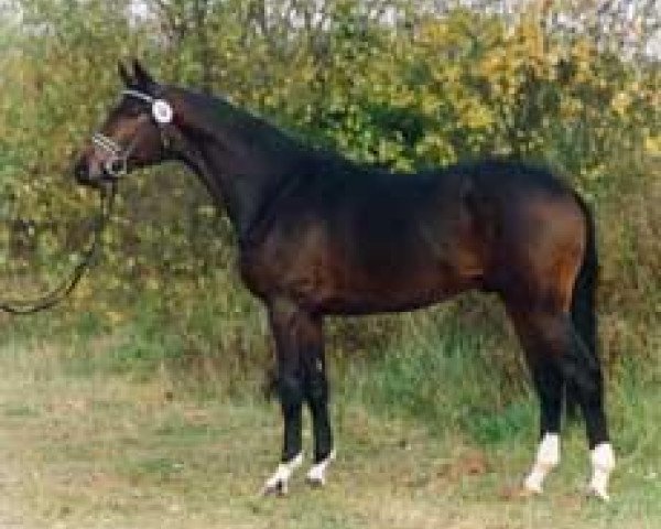 stallion Glanzlicht (Trakehner, 1992, from Ordensglanz)