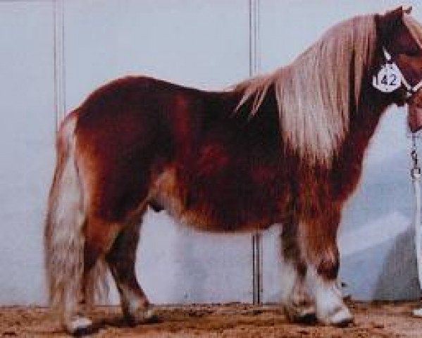 Deckhengst Pieke van de Bosrand (Shetland Pony, 2000, von Jip van de Zandkamp)