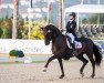 dressage horse Sansita (Württemberger, 2006, from Sunny Day)