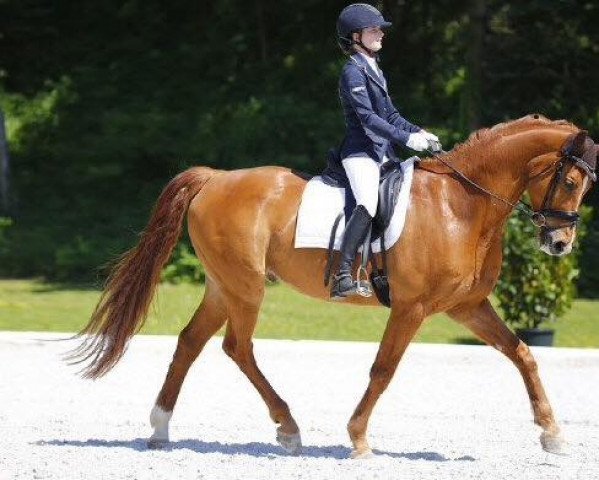 Pferd River Dance MK (Österreichisches Warmblut, 2004, von Rohdiamant)