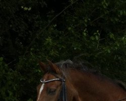 dressage horse Andino 18 (German Riding Pony, 2003, from Amarillys Sensation D)