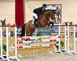 jumper Mps Bold Ruler (German Sport Horse, 2016, from Bentley van de Heffinck)