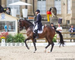 stallion Touchdown (Swedish Warmblood, 2012, from Quaterback)