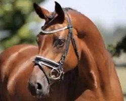 broodmare Fräulein Schröder (Hanoverian, 2012, from Floratio)