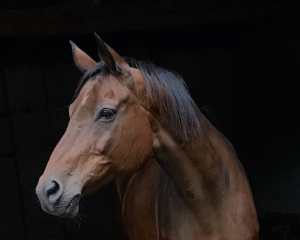 broodmare Sternenlicht (Trakehner, 1999, from Feingeist)