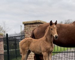 Pferd Vitalia (Hannoveraner, 2022, von Vitalis)