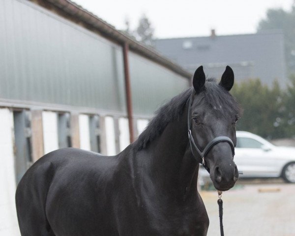 dressage horse Feivel 238 (Hanoverian, 2015, from Fantastic)