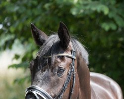 dressage horse Fifth Avenue AF (Hanoverian, 2014, from Fantastic)