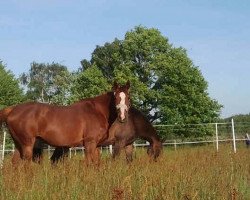 broodmare Quentchen Glück (Rhinelander, 2003, from Quattro B)