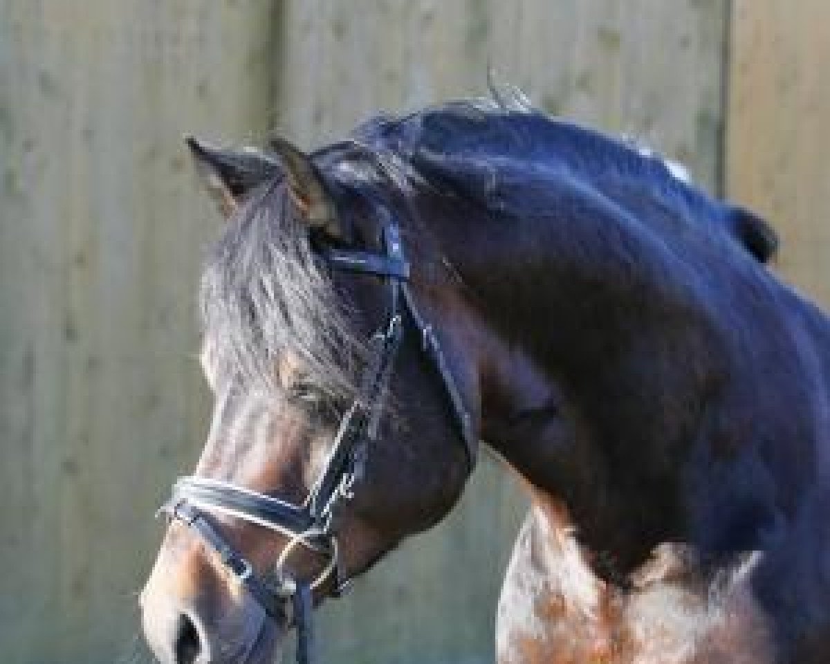 Deckhengst Nock Out (Welsh-Cob (Sek. D), 2002, von Synod Nickelcoin)