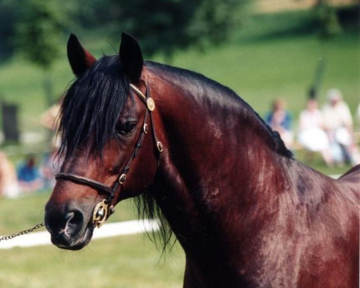 Deckhengst Bimberg- Boyo (Welsh-Cob (Sek. D), 1980, von Bucklesham Brenin Bach)