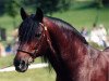 stallion Bimberg- Boyo (Welsh-Cob (Sek. D), 1980, from Bucklesham Brenin Bach)