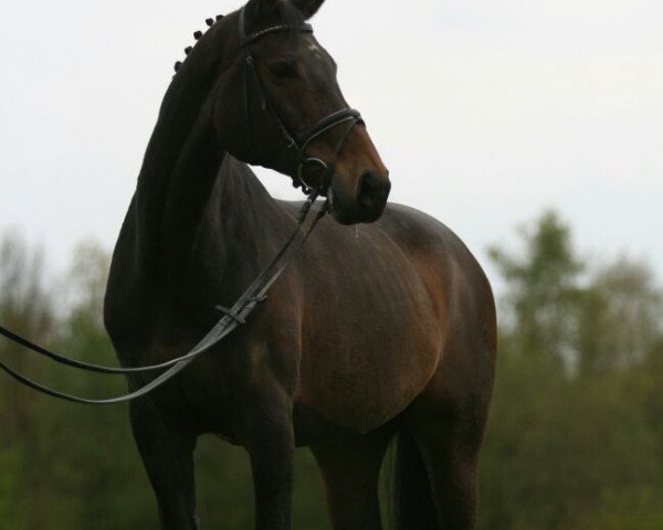 horse Lavinia 74 (Westphalian, 1994, from Landino)