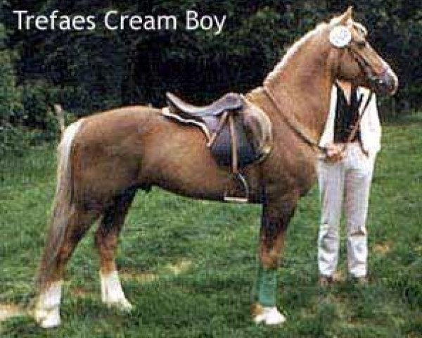 horse Trefaes Cream Boy (Welsh-Cob (Sek. C), 1970, from Trefaes Bach)
