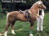 Deckhengst Trefaes Cream Boy (Welsh-Cob (Sek. C), 1970, von Trefaes Bach)