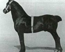 stallion Ceitho Welsh Comet (Welsh-Cob (Sek. D), 1917, from Caradog Flyer)