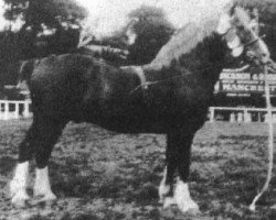 stallion Myrtle Welsh Flyer (Welsh-Cob (Sek. D), 1917, from Ceitho Welsh Comet)