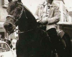 stallion Madeni Welsh Comet (Welsh-Cob (Sek. D), 1955, from Garibaldi Welsh Flyer)