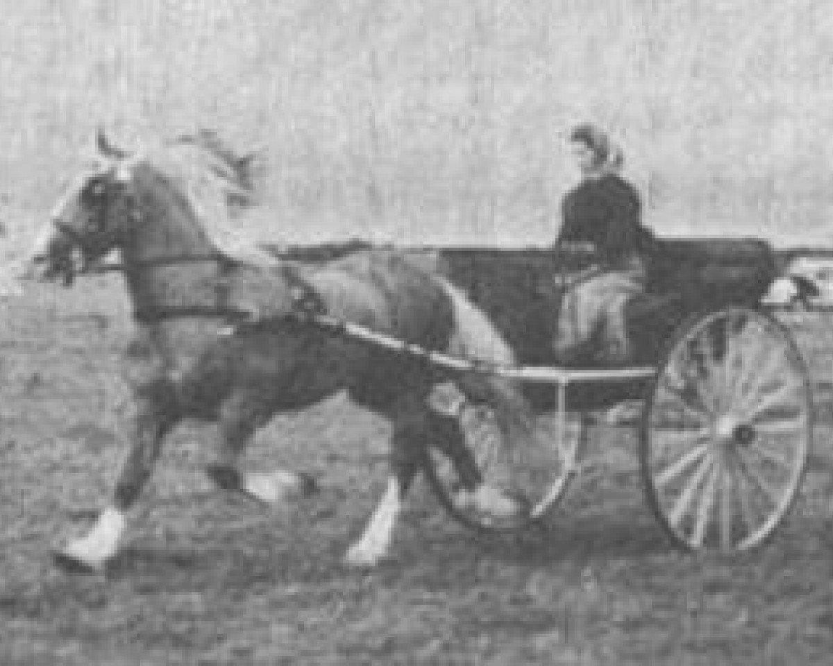 stallion Tyngwndwn Cream Boy (Welsh-Cob (Sek. D), 1957, from Mathrafal)