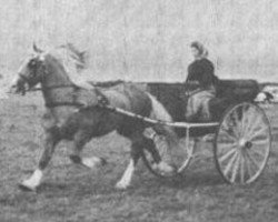 Deckhengst Tyngwndwn Cream Boy (Welsh-Cob (Sek. D), 1957, von Mathrafal)