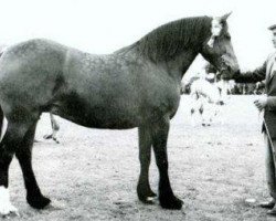 broodmare Parc Pride (Welsh-Cob (Sek. D), 1960, from Pentre Eiddwen Comet)