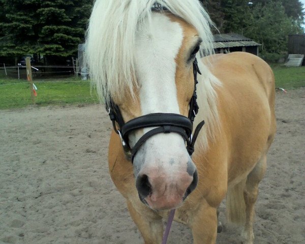 Pferd Majour (Haflinger, 1997, von Mondego (3,125% ox))