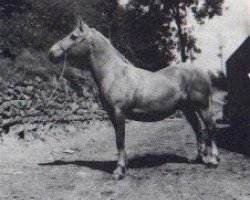 Zuchtstute Tyngwndwn Beauty (Welsh-Cob (Sek. C), 1939, von Cymro'R Wy)