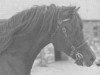 stallion Parc Sir Ivor (Welsh-Cob (Sek. D), 1977, from Derwen Rosina's Last)
