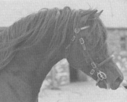 stallion Parc Sir Ivor (Welsh-Cob (Sek. D), 1977, from Derwen Rosina's Last)