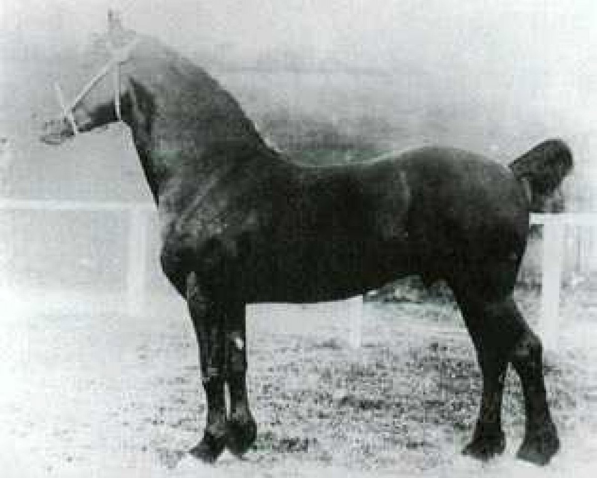 Deckhengst Llethi Valiant (Welsh-Cob (Sek. D), 1921, von Ceitho Welsh Comet)