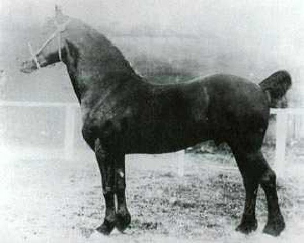 stallion Llethi Valiant (Welsh-Cob (Sek. D), 1921, from Ceitho Welsh Comet)