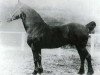 stallion Llethi Valiant (Welsh-Cob (Sek. D), 1921, from Ceitho Welsh Comet)