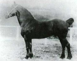 stallion Llethi Valiant (Welsh-Cob (Sek. D), 1921, from Ceitho Welsh Comet)