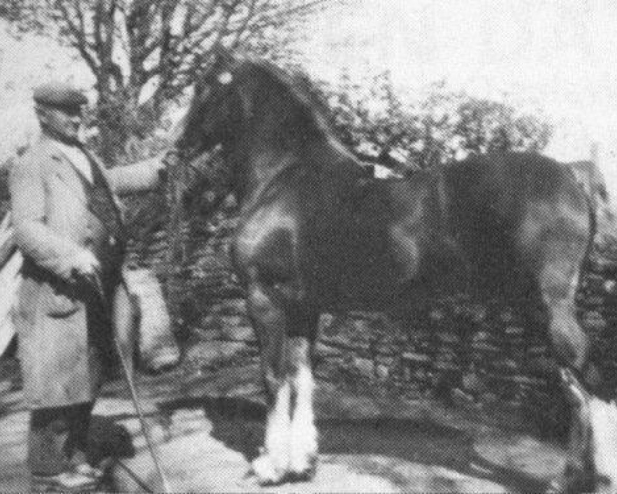 stallion Meiarth Royal Eiddwen (Welsh-Cob (Sek. C), 1939, from Brenin Gwalia)