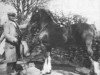 stallion Meiarth Royal Eiddwen (Welsh-Cob (Sek. C), 1939, from Brenin Gwalia)