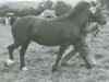 broodmare Parc Welsh Maid (Welsh-Cob (Sek. D), 1942, from Parc Express)