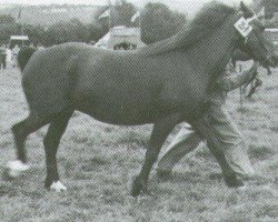 Zuchtstute Parc Welsh Maid (Welsh-Cob (Sek. D), 1942, von Parc Express)