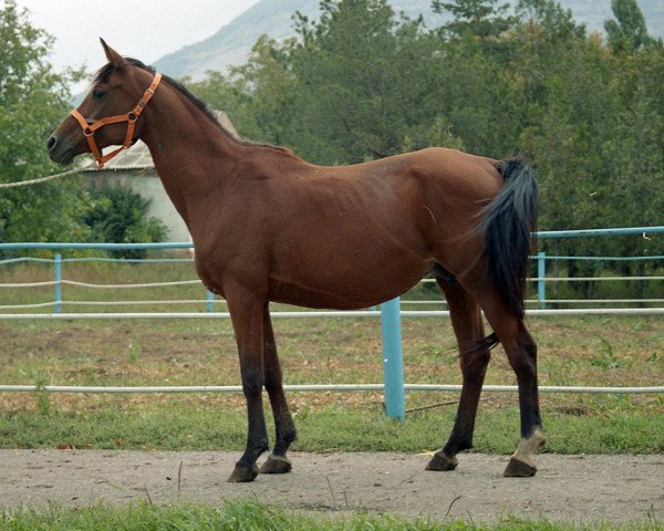 broodmare Maritsa 1986 ox (Arabian thoroughbred, 1986, from Naftalin 1977 ox)